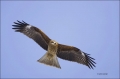Black-eared-Kite;Black-Kite;Kite;Flight;flying-bird;one-animal;close-up;color-im